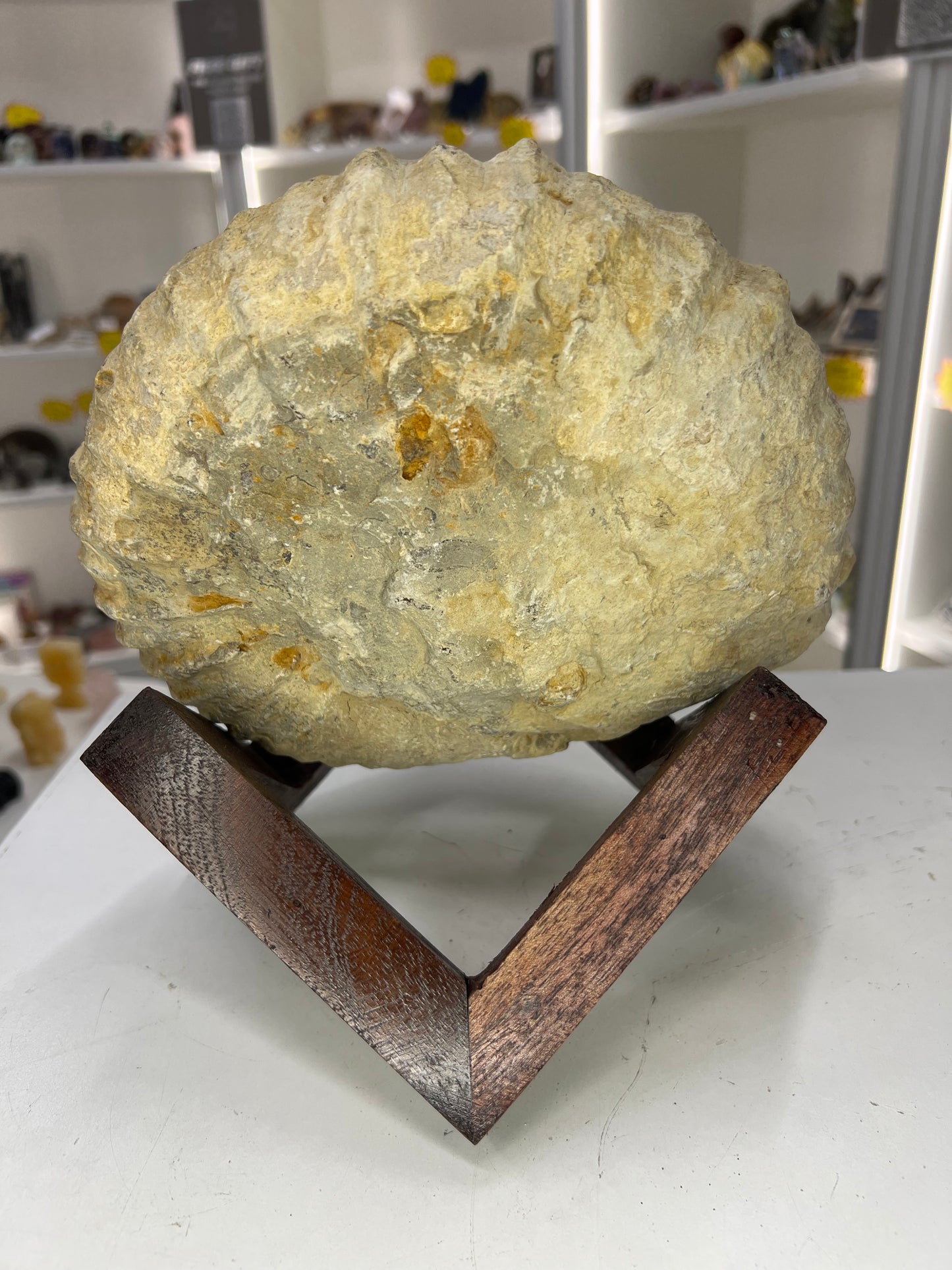 Agadir Ammonite Fossil on Stand