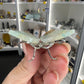 Caribbean Calcite Butterfly