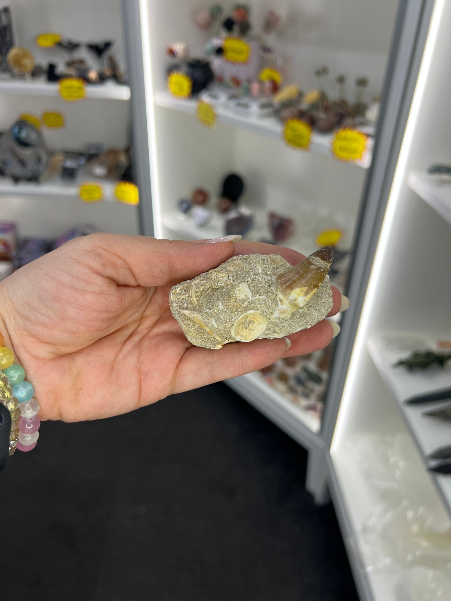 Dinosaur Tooth in Matrix