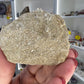 Monasaur Tooth in Matrix