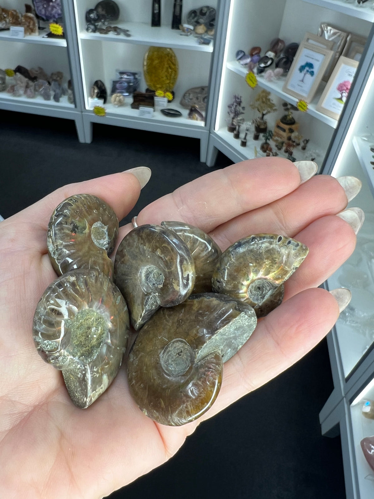 Flashy Ammonite Fossil