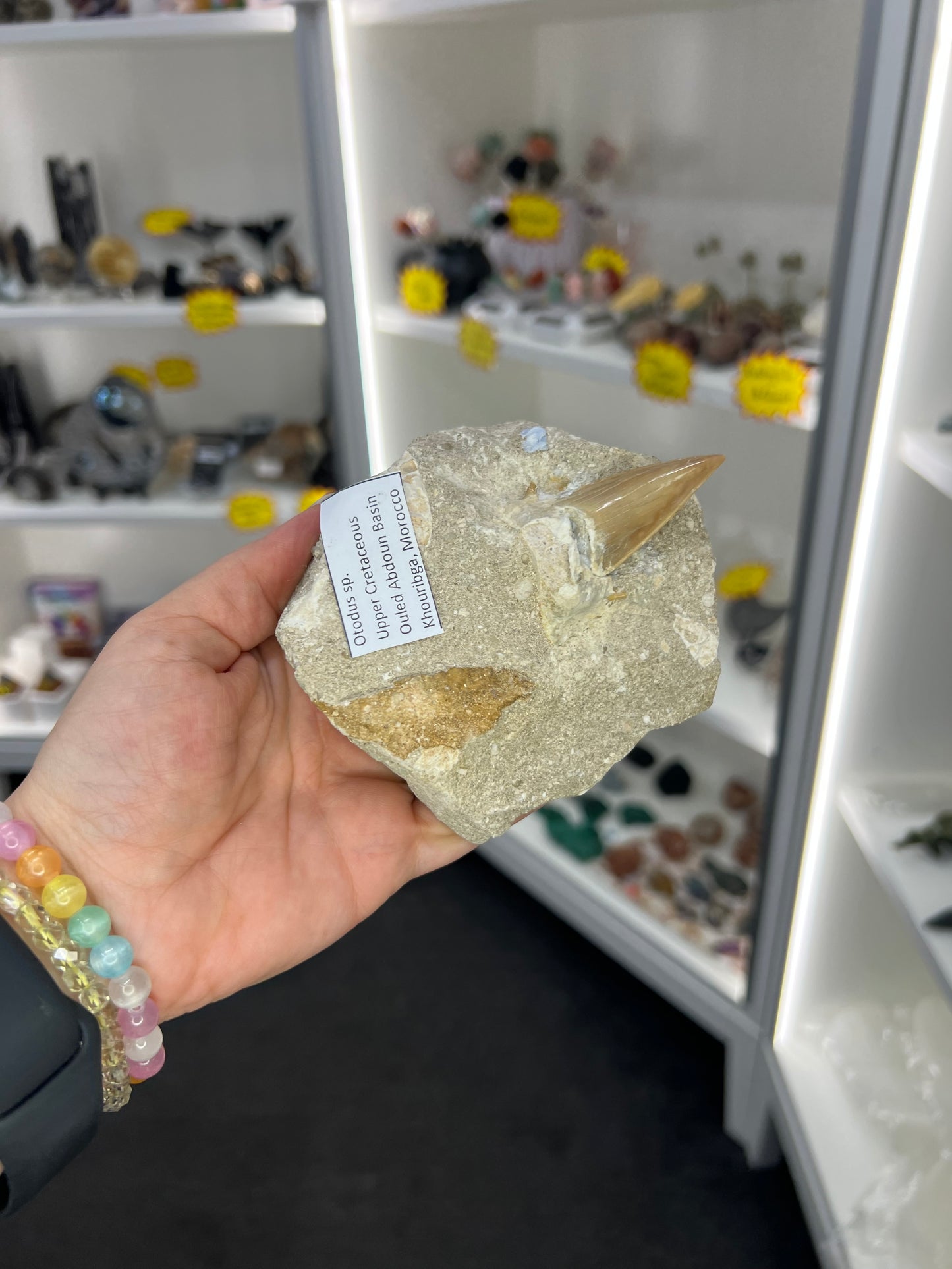 Dinosaur Tooth in Matrix