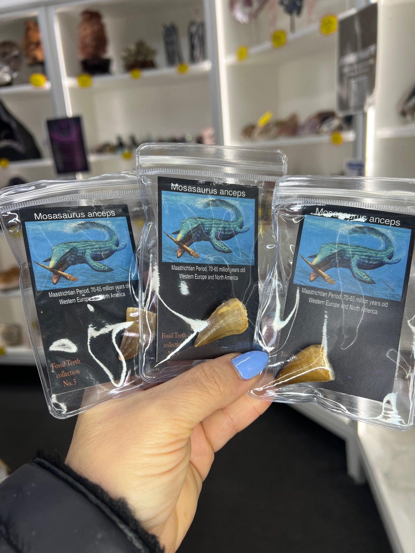 Mosasaurus Anceps Tooth