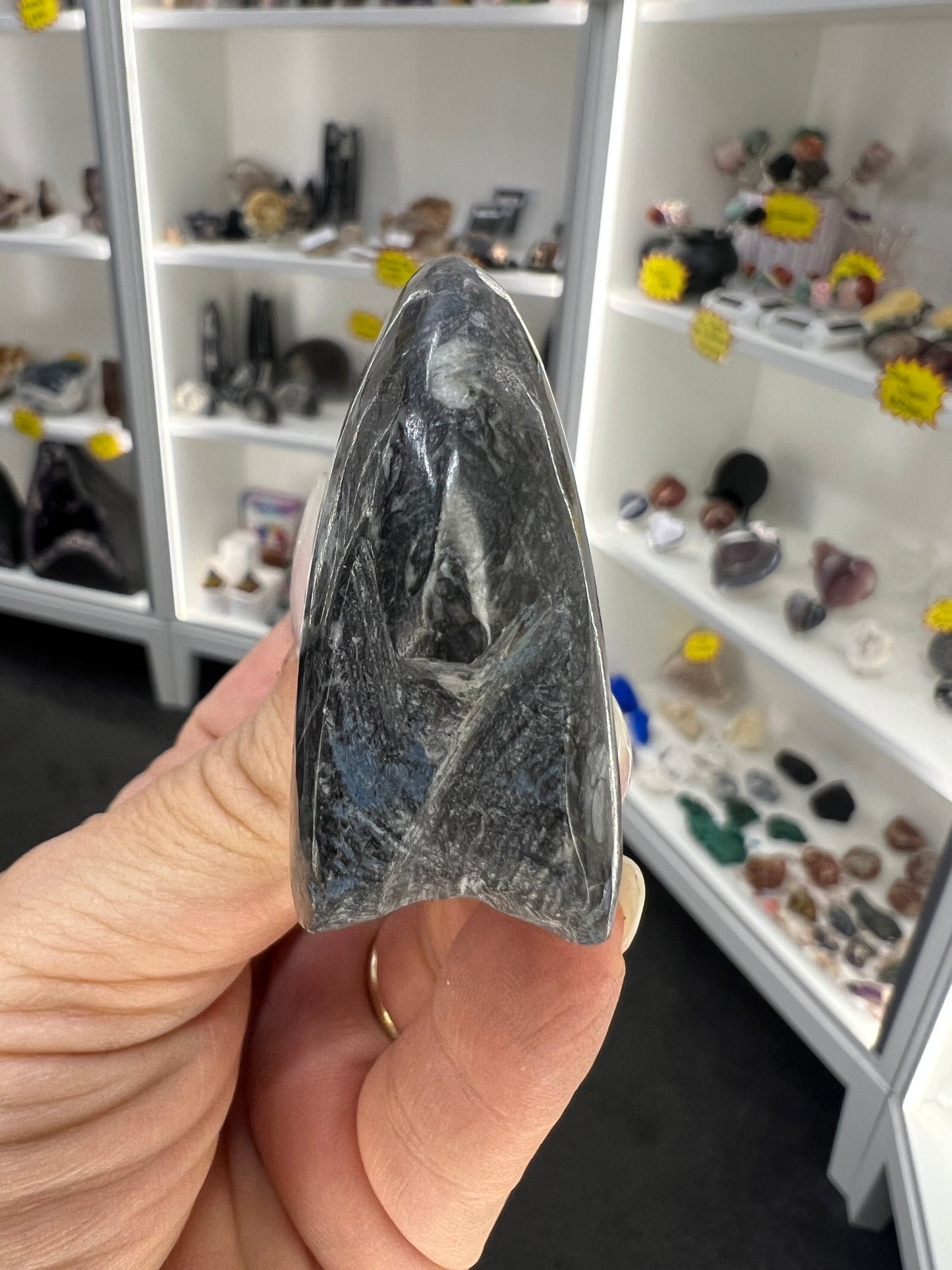 Gonatite Fossil
