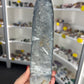 Orthoceras Totem