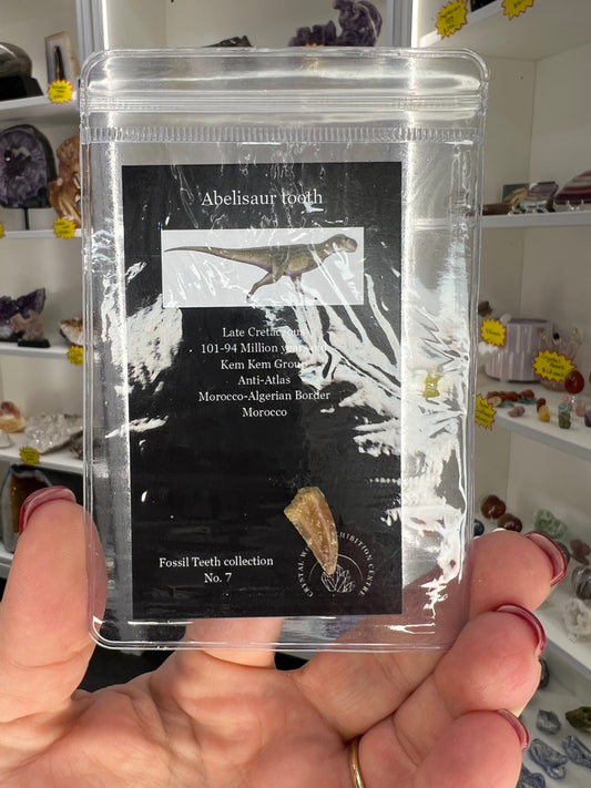 Abelisaur Tooth
