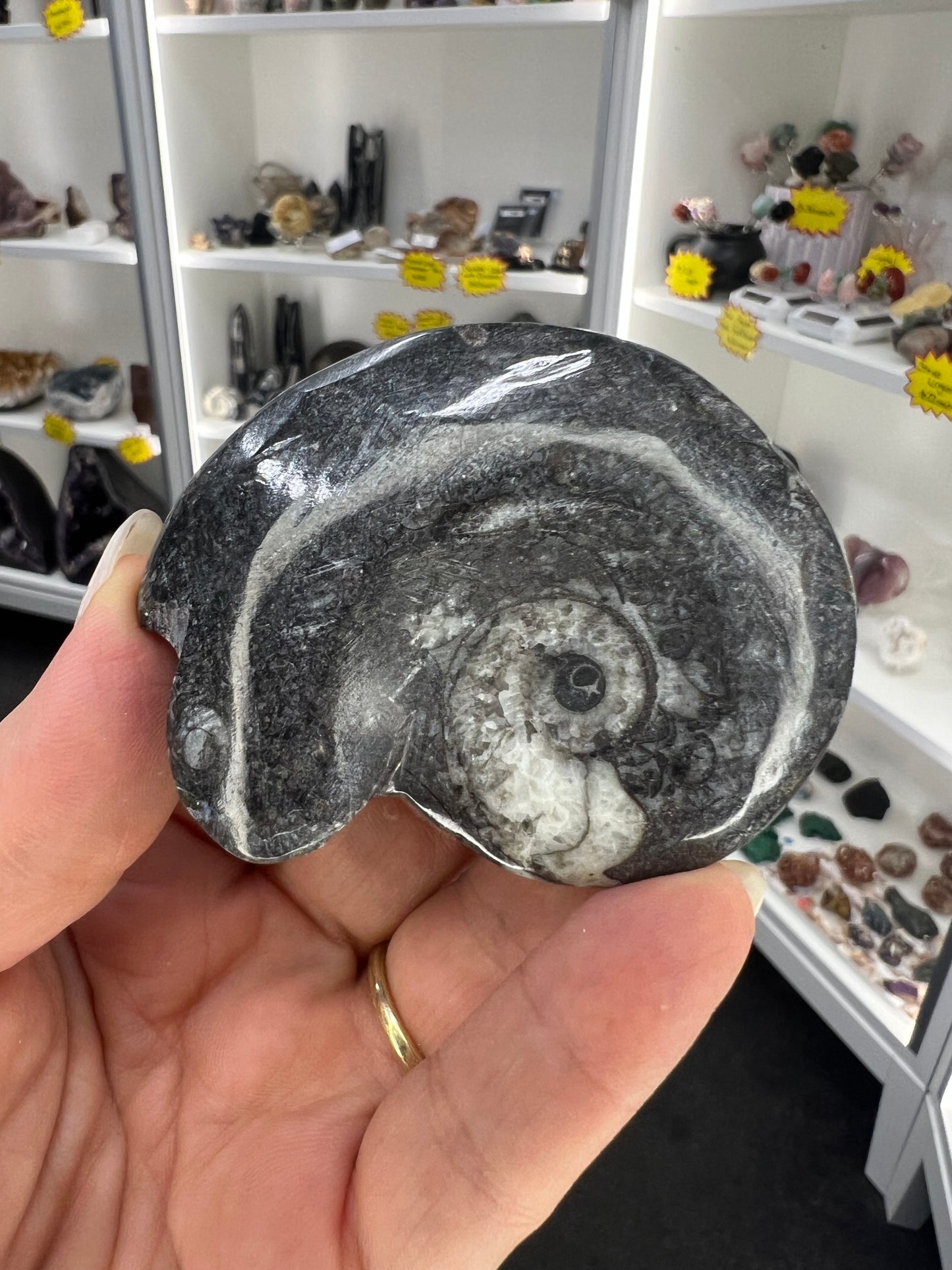 Gonatite Fossil