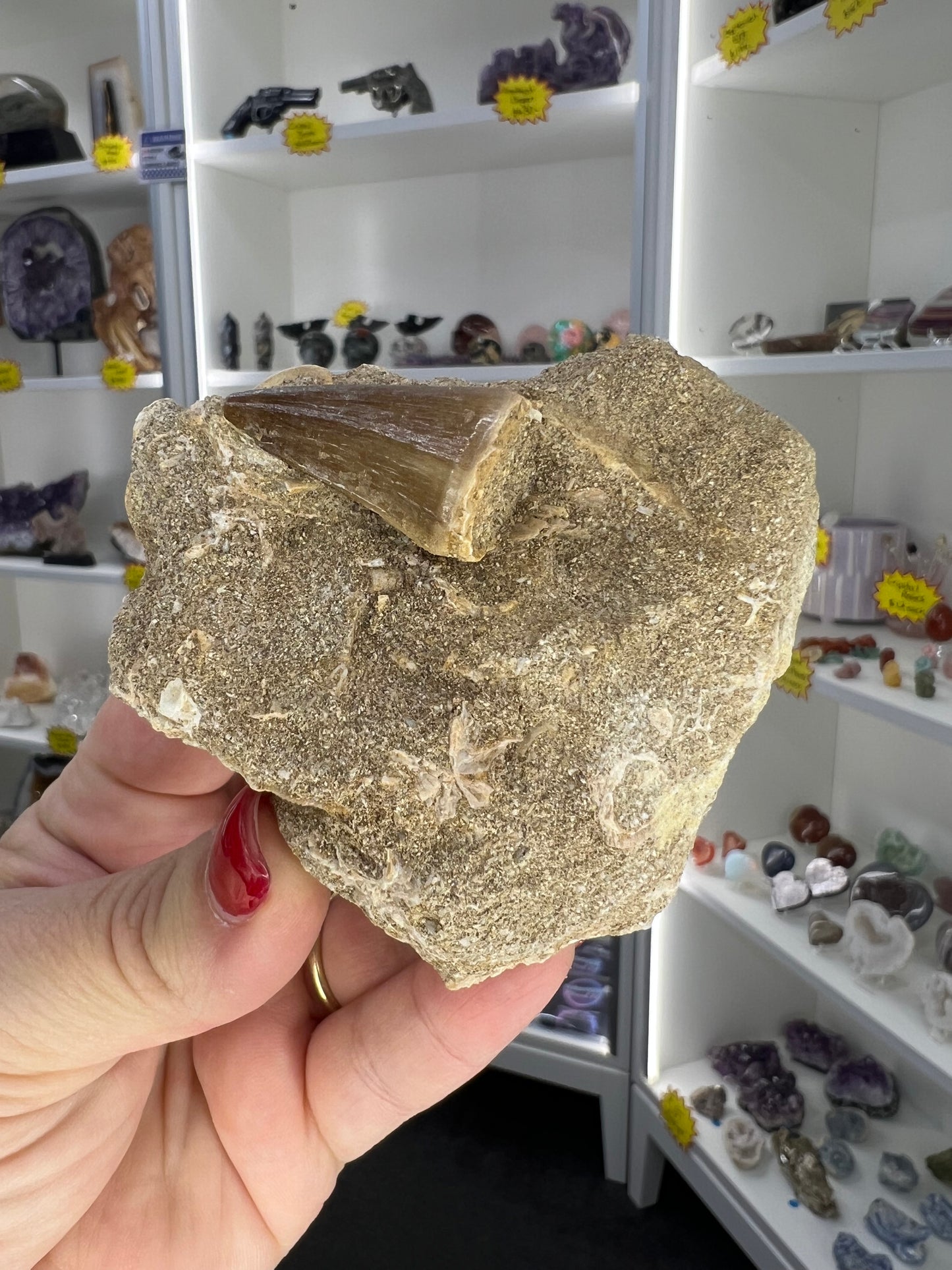 Monasaur Tooth in Matrix
