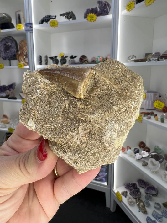 Monasaur Tooth in Matrix