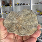Coral Fossil