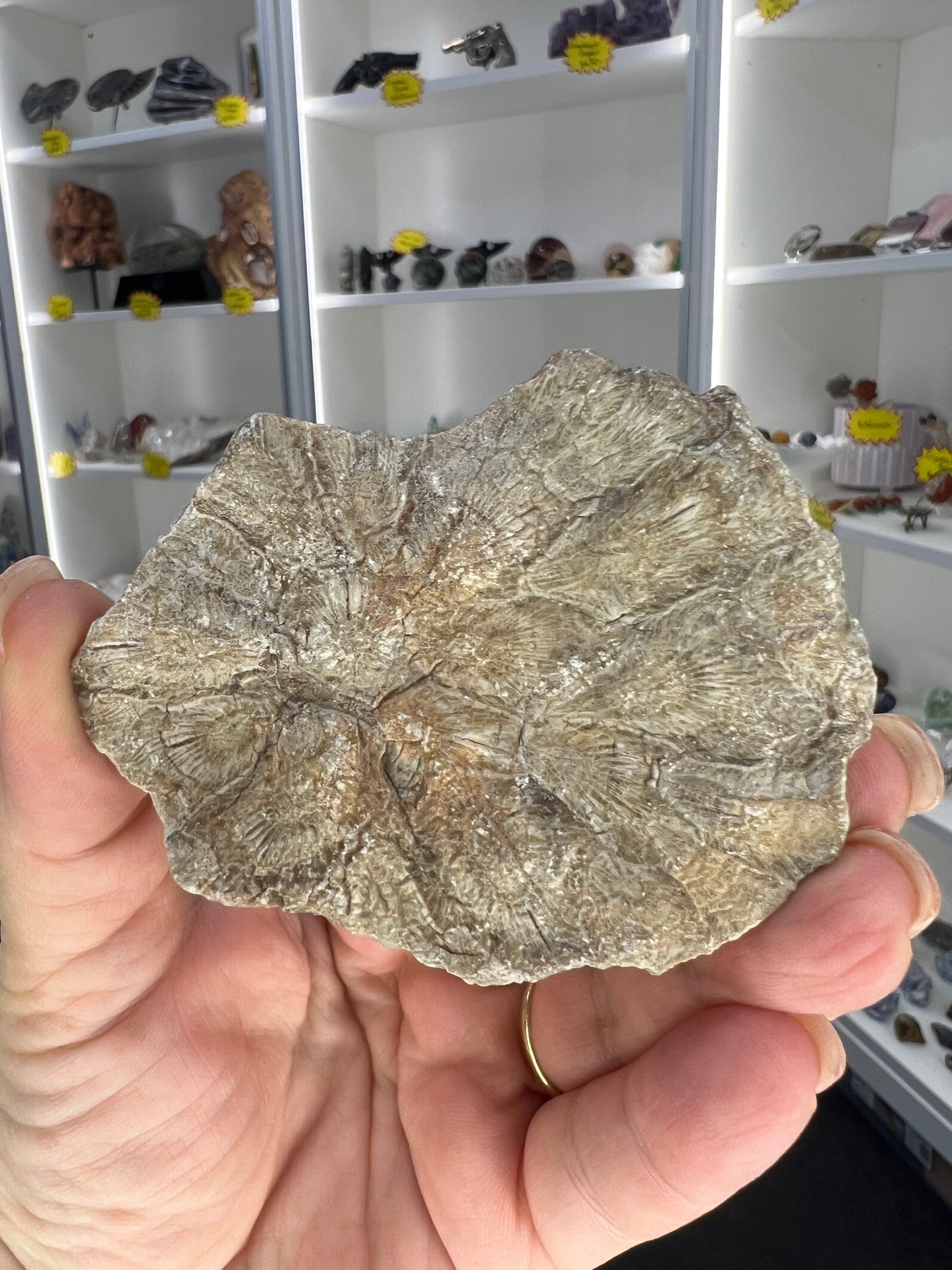 Coral Fossil