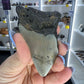 Megalodon Tooth