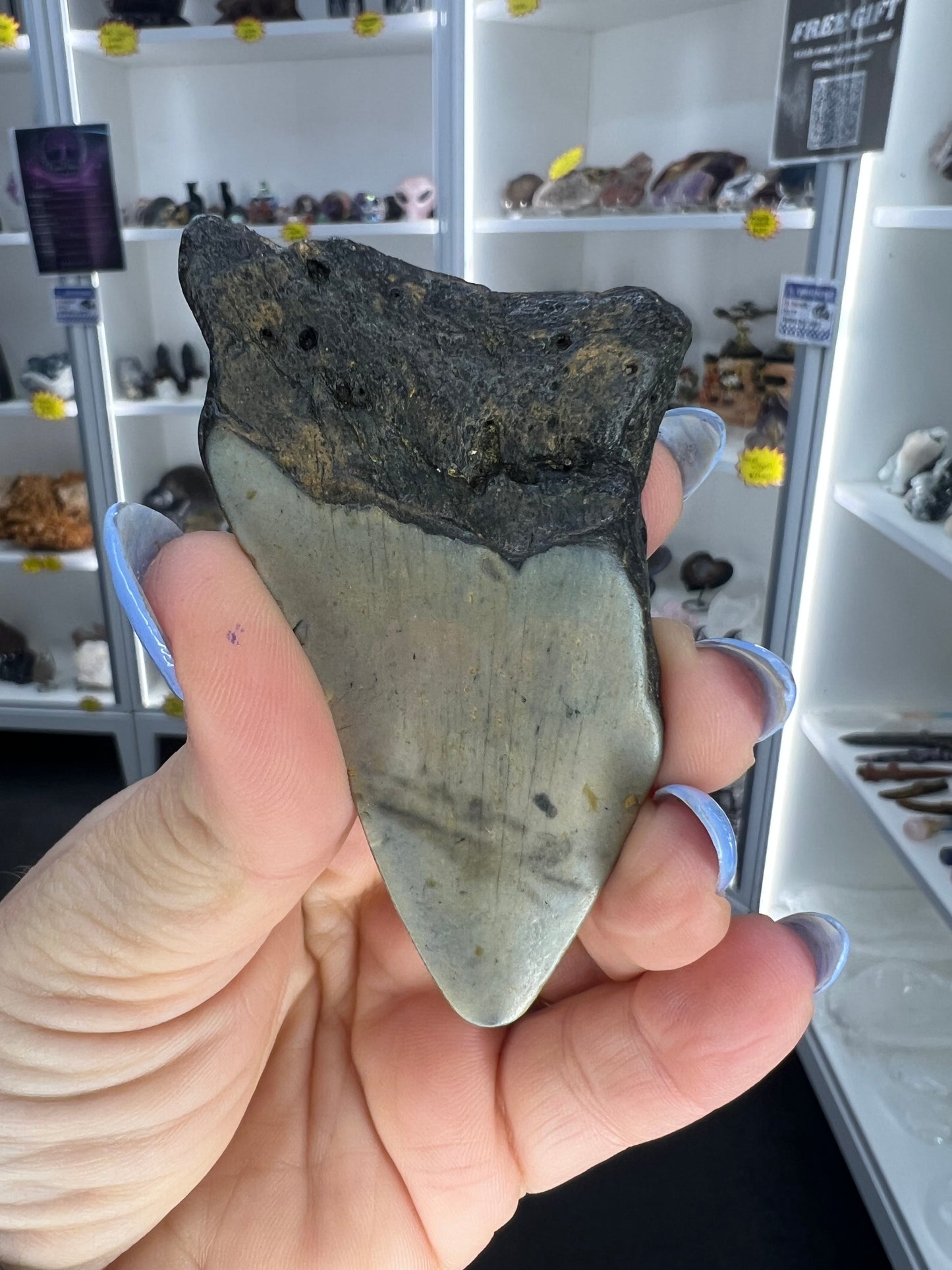 Megalodon Tooth