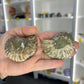 Ammonite Pair