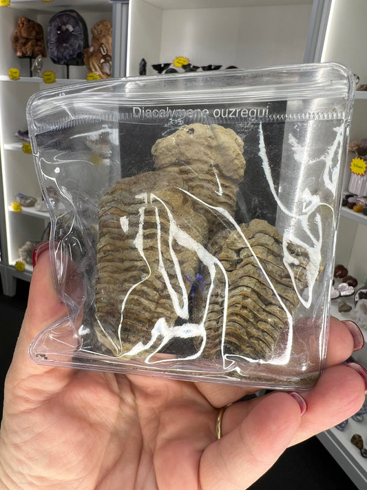 Trilobite