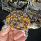 Tiger Eye Turtle