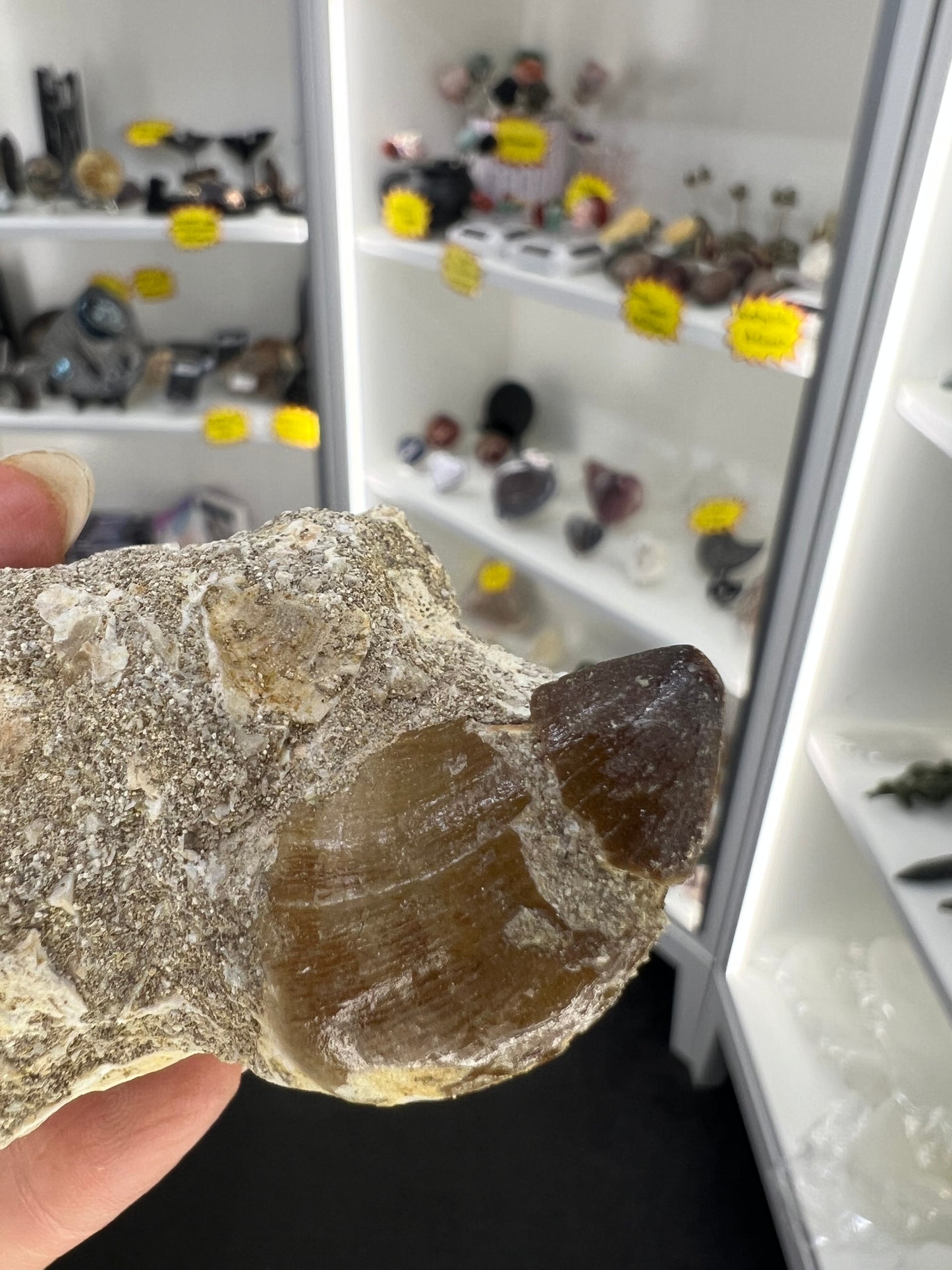 Dinosaur Tooth in Matrix