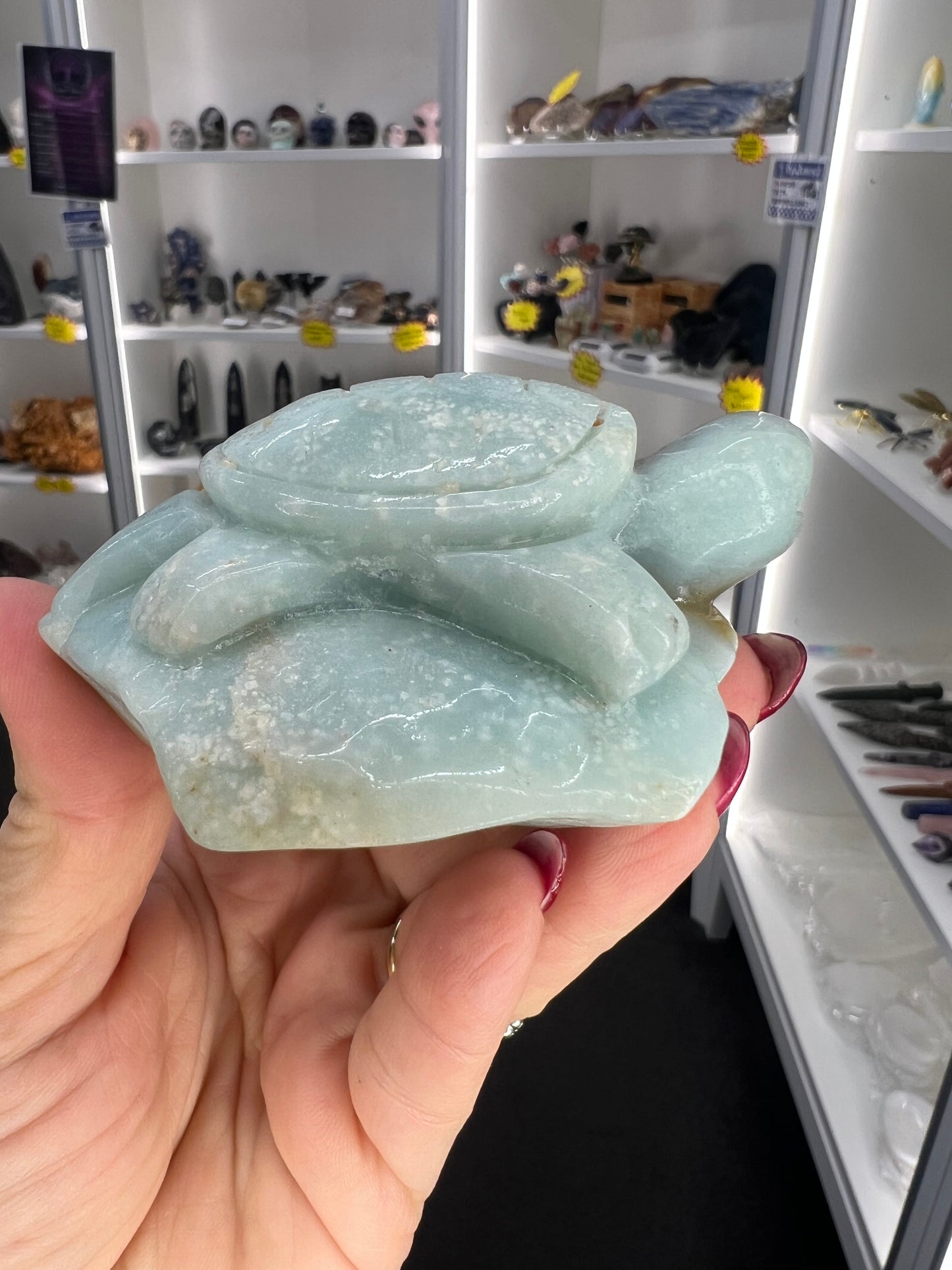 Caribbean Calcite Turtle