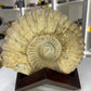Agadir Ammonite Fossil on Stand