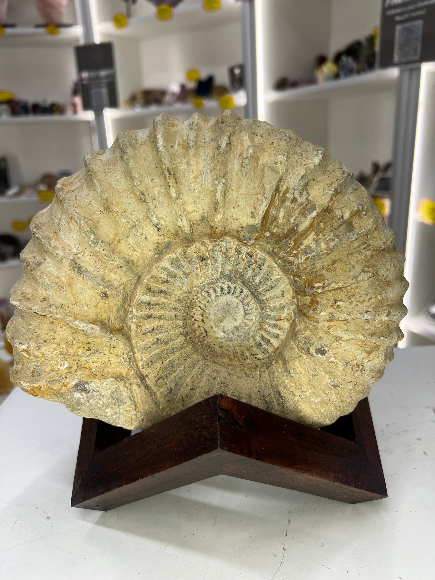 Agadir Ammonite Fossil on Stand