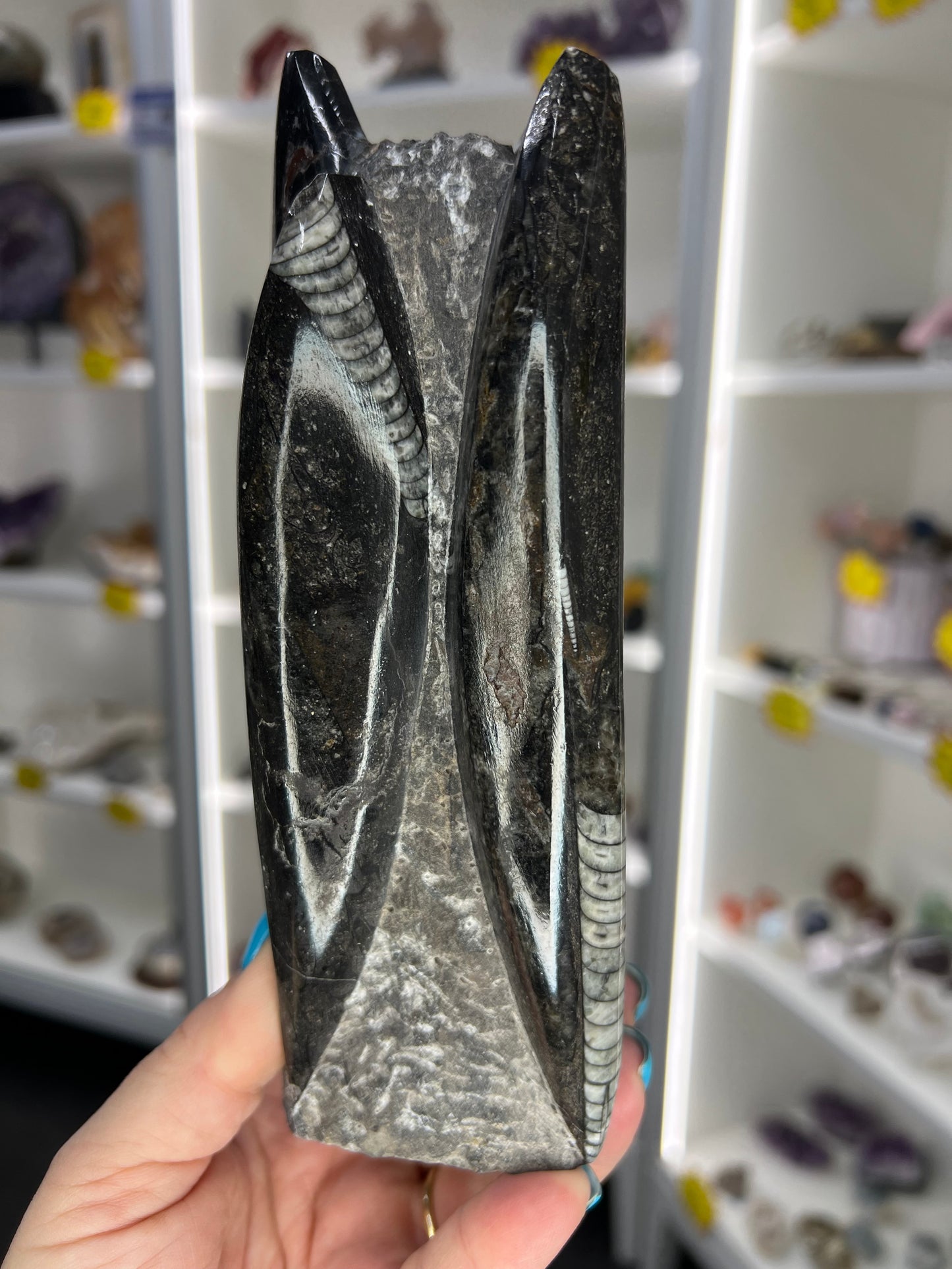 Orthoceras Tower