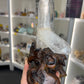 Clear Quartz Cluster Points on Wooden Stand