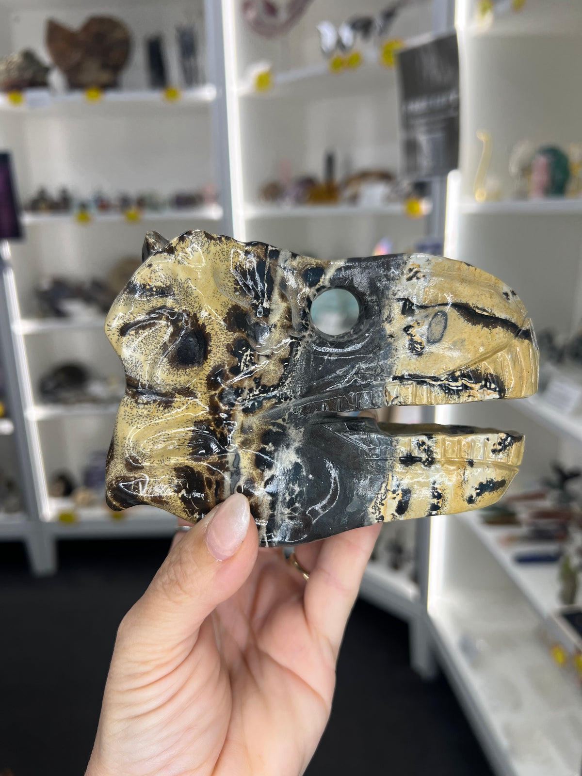 Picture Jasper Dinosaur Skull