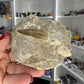 Monasaur Tooth in Matrix