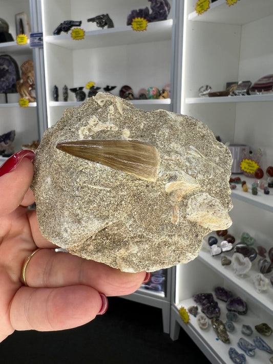 Monasaur Tooth in Matrix