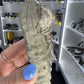 Jimbacriinus Bostocki Crinoid in Matrix
