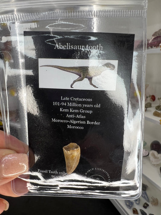 Abelisaur Tooth