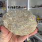 Monasaur Tooth in Matrix