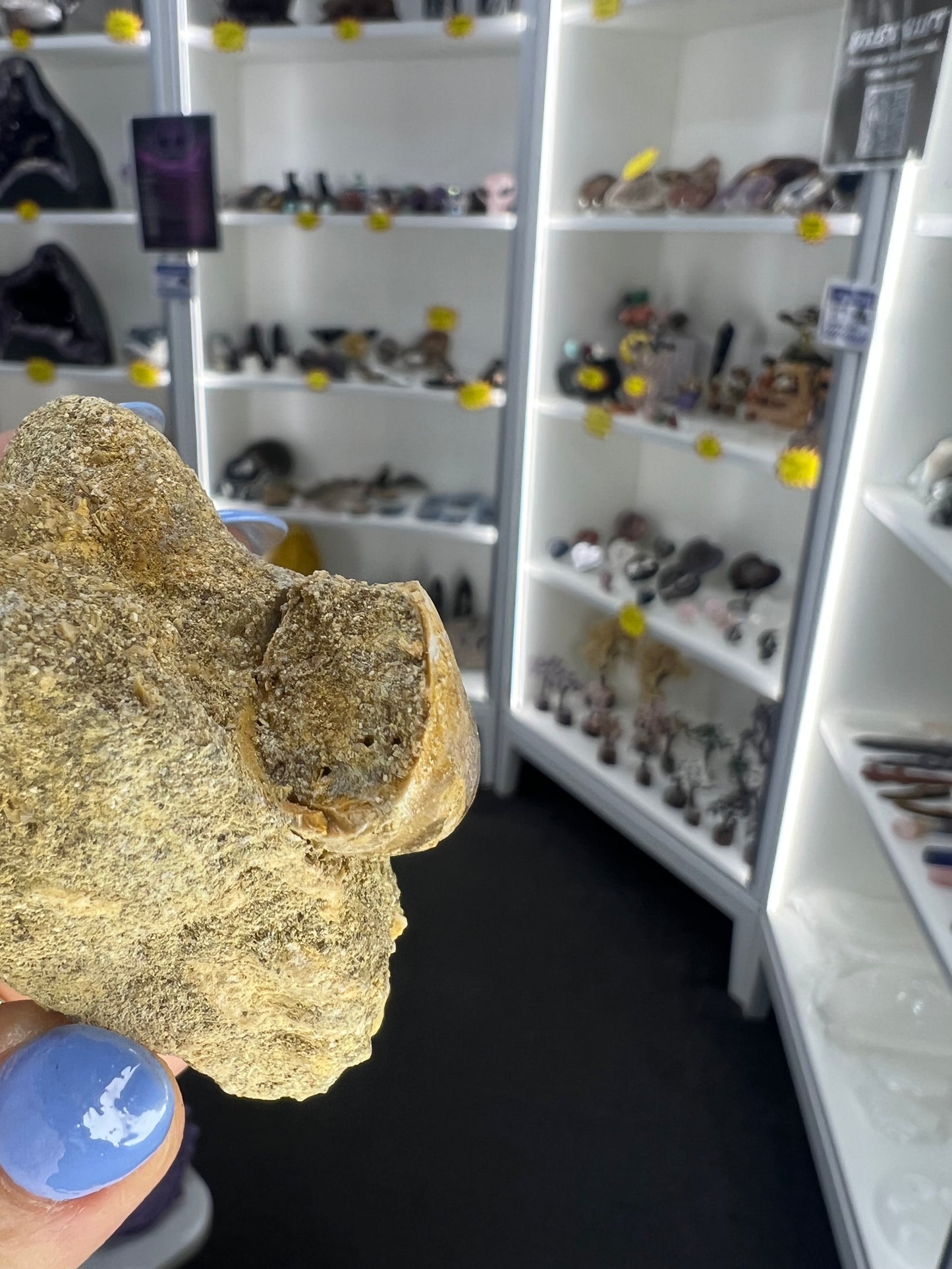 Mosasaurus Anceps Tooth in Matrix
