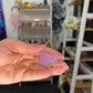 Purpurite Slice