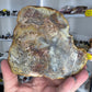 Dinosaur Poo / Coprolite