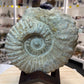 Agadir Ammonite Fossil on Wooden Stand