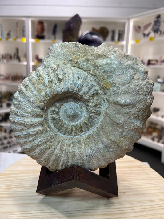 Agadir Ammonite Fossil on Wooden Stand