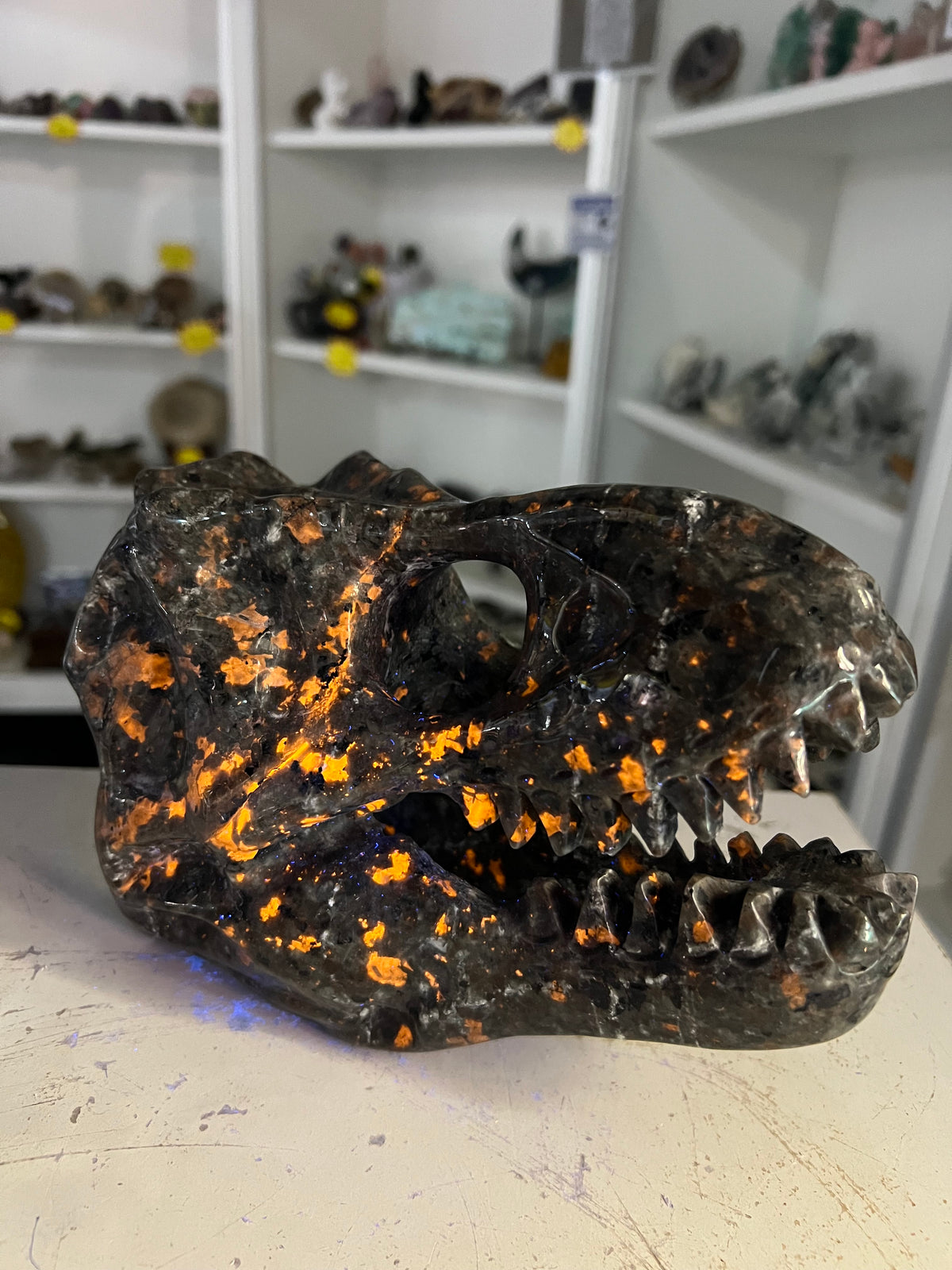Yooperlite Dinosaur Skull (UV Reactive)