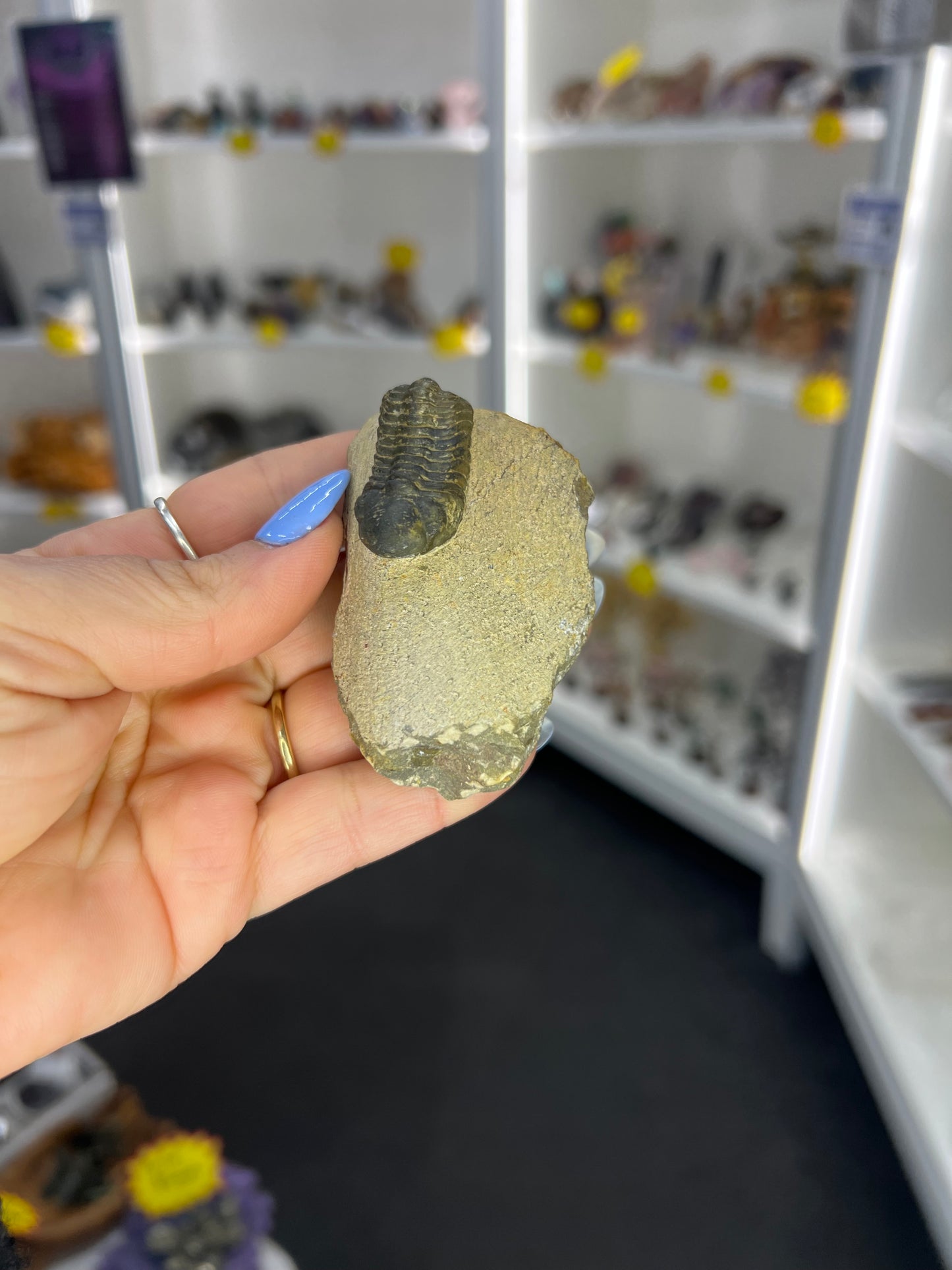 Trilobite in Matrix