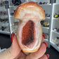 Carnelian Mushroom