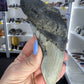 Megalodon Tooth