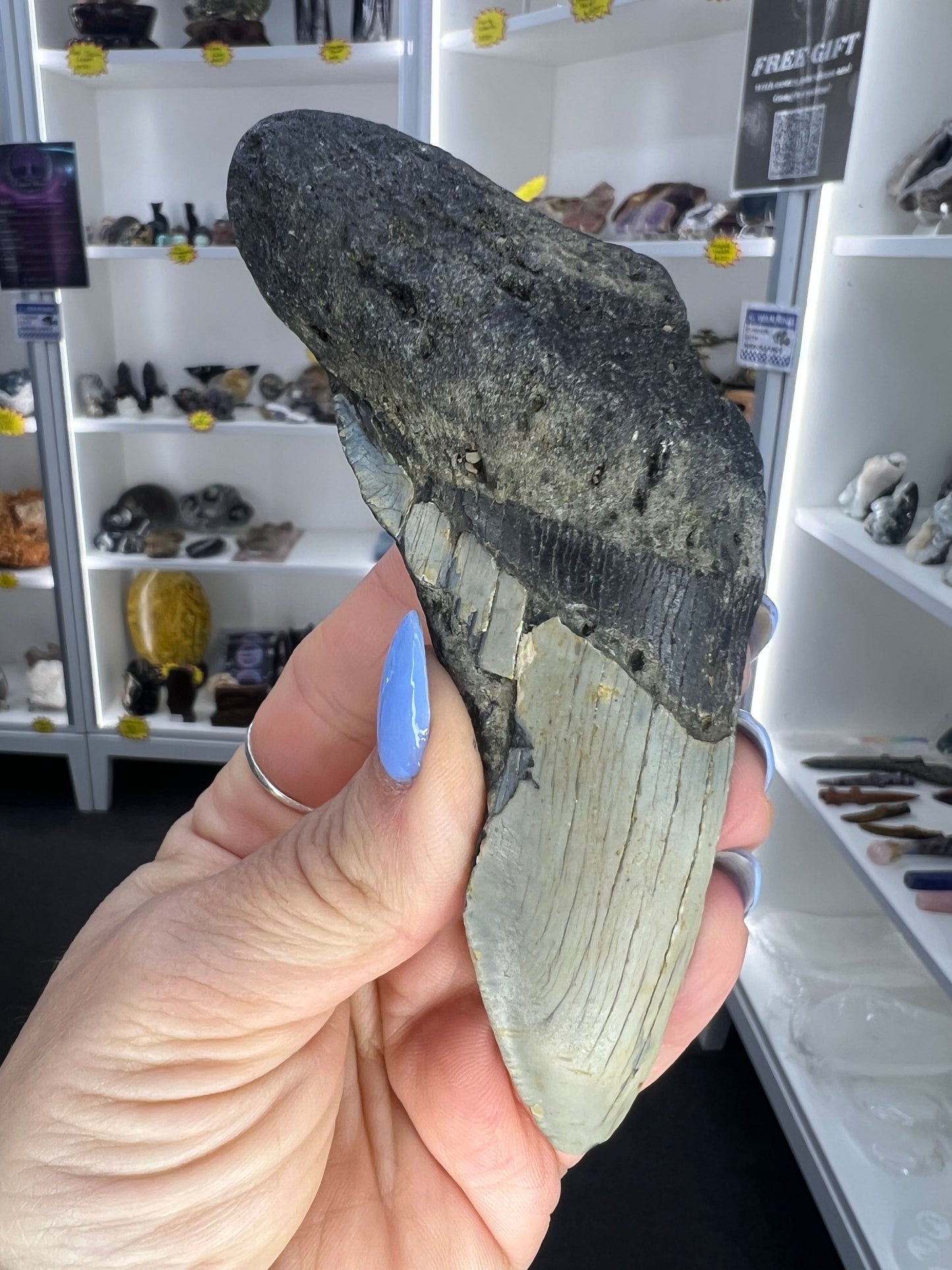 Megalodon Tooth