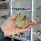 Monasaur Tooth in Matrix