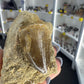 Mosasaurus Anceps Tooth in Matrix