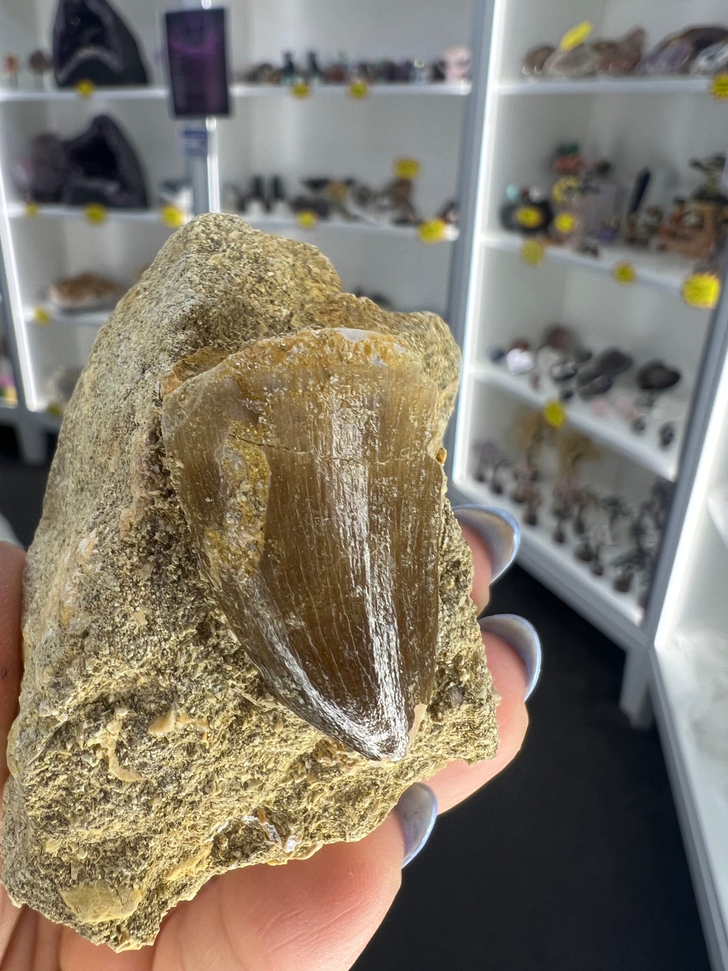 Mosasaurus Anceps Tooth in Matrix