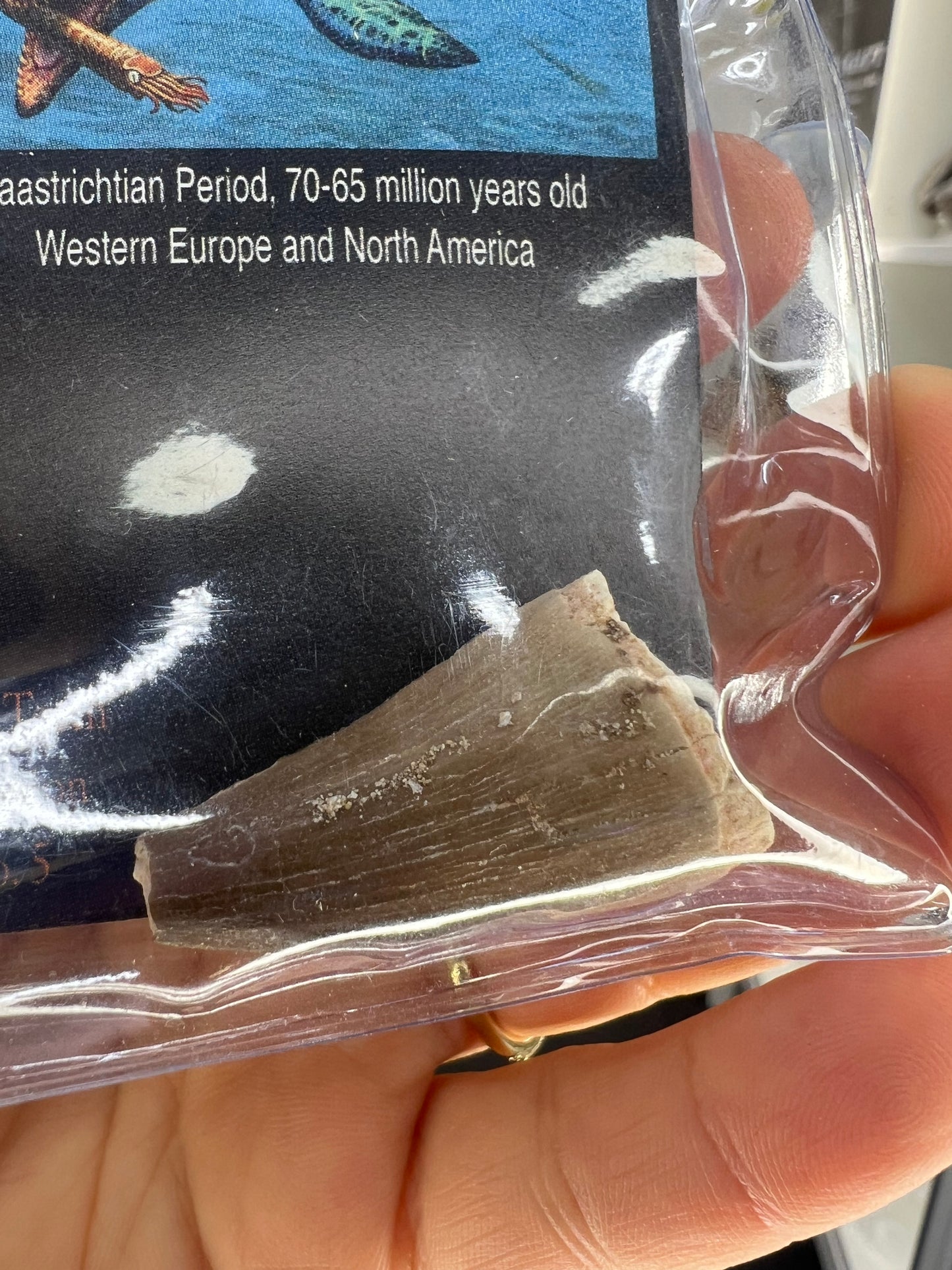 Mosasaurus Anceps Tooth