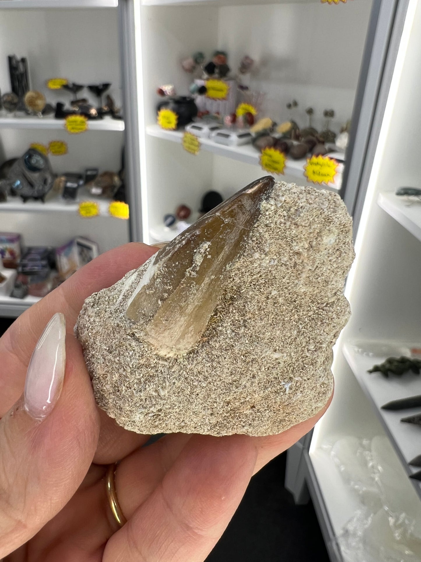 Dinosaur Tooth in Matrix