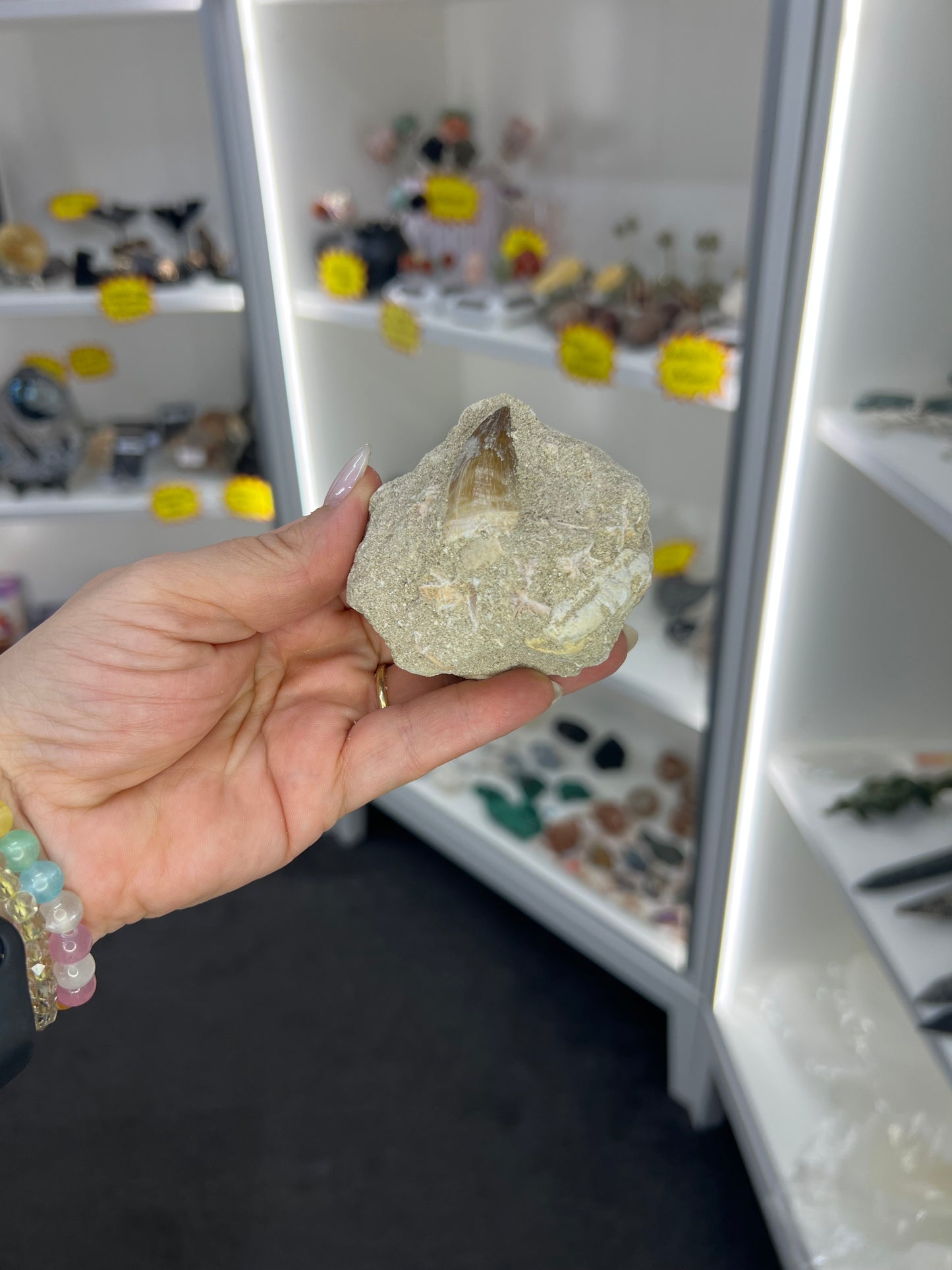 Dinosaur Tooth in Matrix