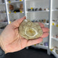 Coral Fossil