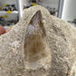 Dinosaur Tooth in Matrix